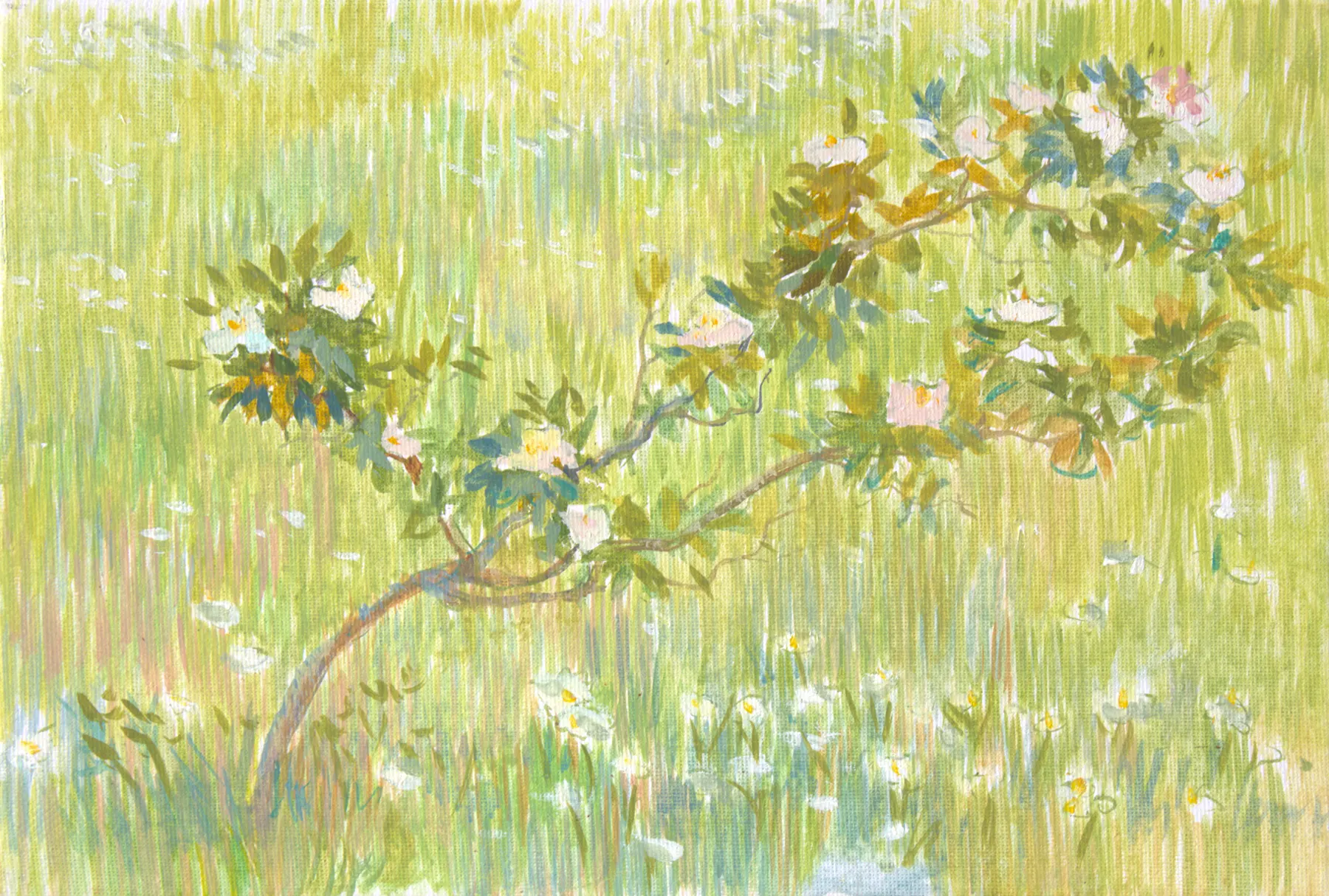 May's dogrose