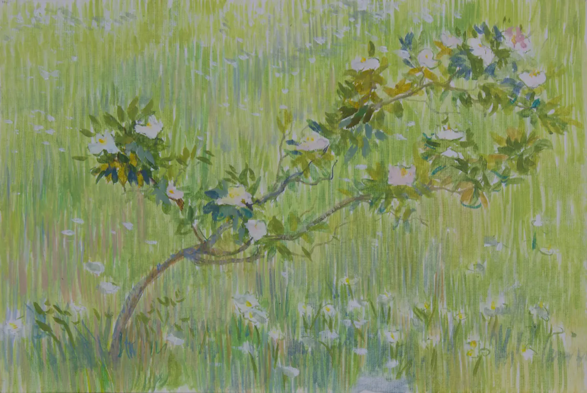 May's dogrose