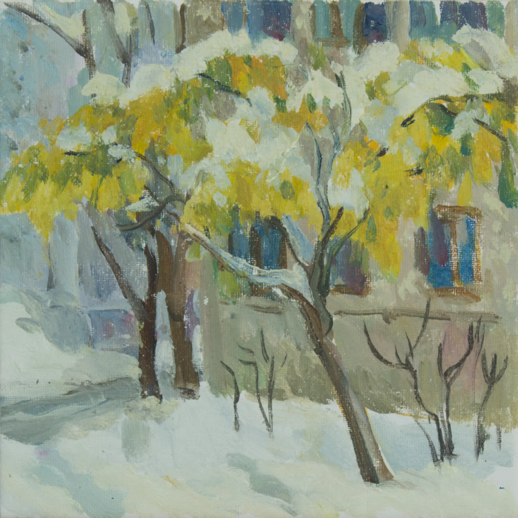 Mimosa in the snow