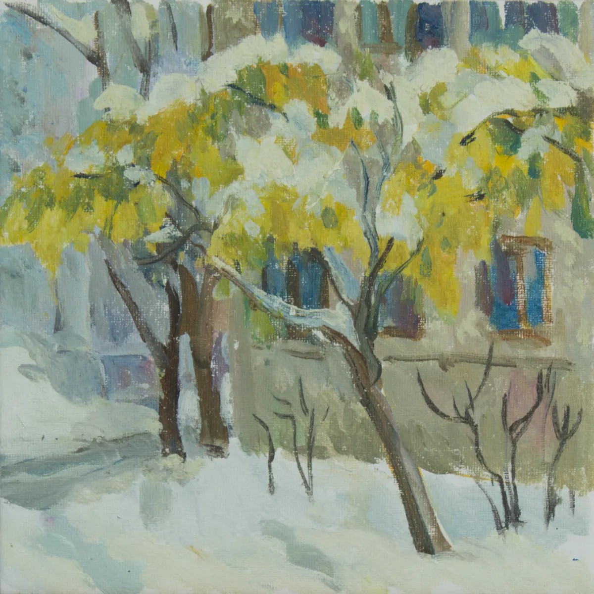 Mimosa in the snow