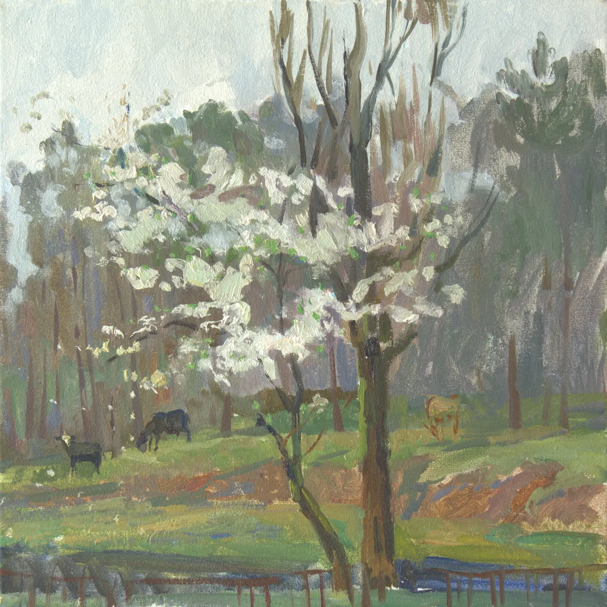 Apple tree in bloom